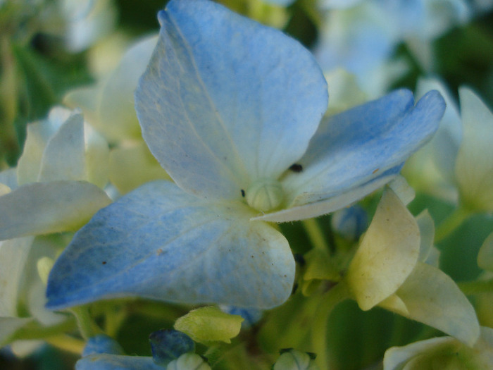 Blue Hortensia (2011, July 10)