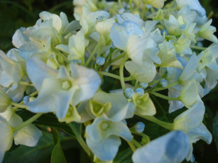 Blue Hortensia (2011, July 10) - Hydrangea Blue