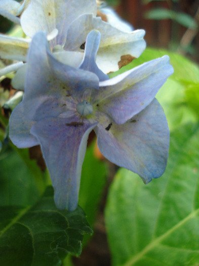 Blue Hortensia (2011, July 24) - Hydrangea Blue