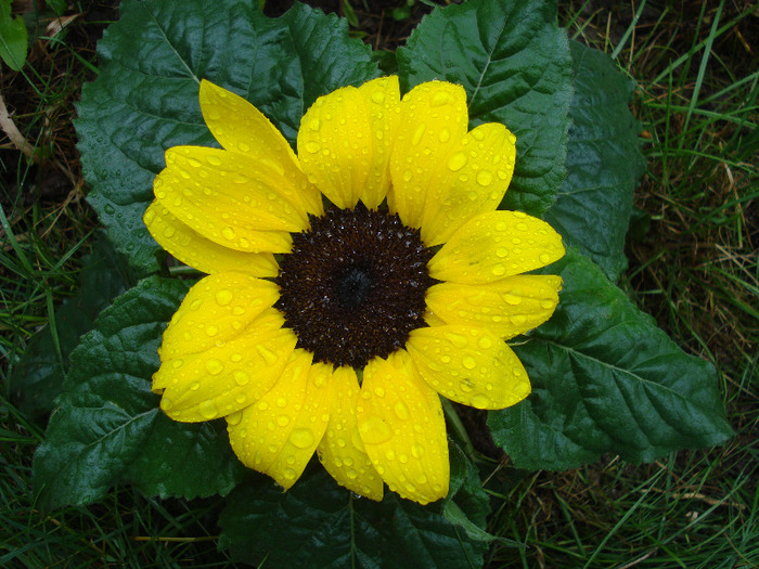 Sunflower (2011, July 03)