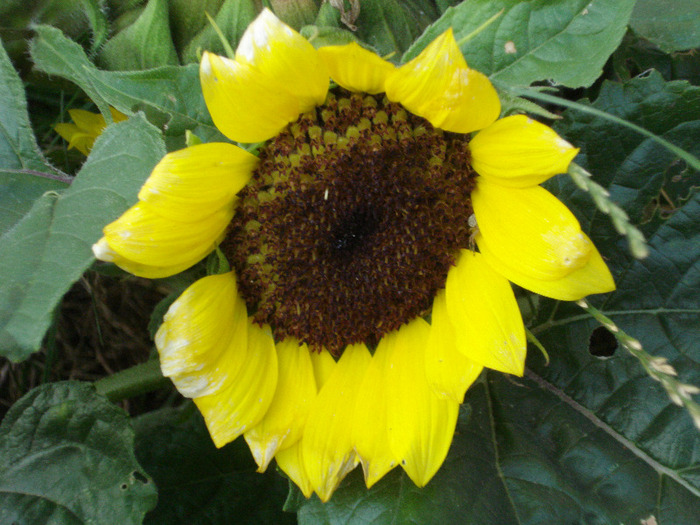 Sunflower (2011, July 19)