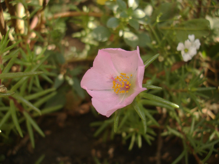 floare de gheata roz simpla