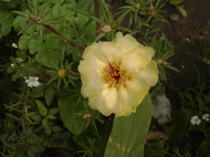 floare de gheata galben batuta