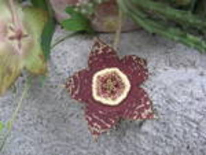 o floare frumoasa frumoasa ...dar.. - flori iulie 2011
