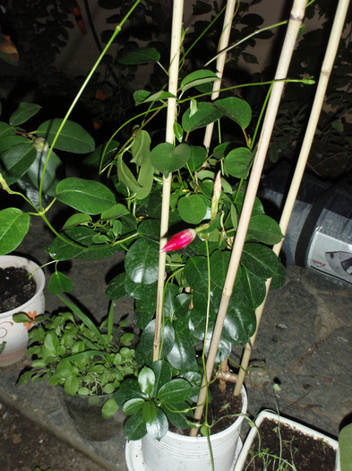 Mandevilla