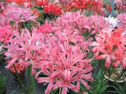 Exbury Nerines 2