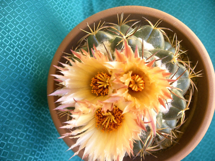 Coryphantha - Flori cactusi