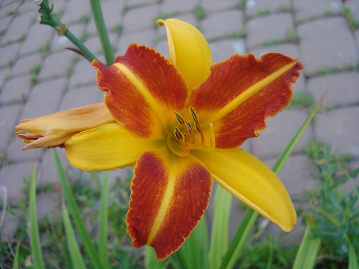 Daylily Frans Hals (2011, August 02)