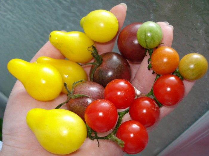 Rosii-cherry para, negre, rosii - fructe-legume 2011