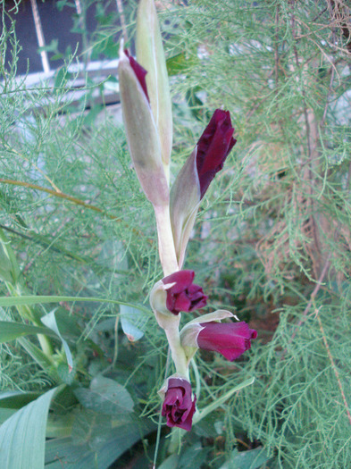 Gladiolus grandiflora Lilac (2011, July 19) - Gladiolus grandiflora Lilac