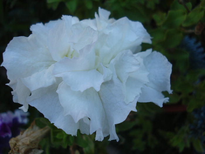Double Petunia (2011, August 02)
