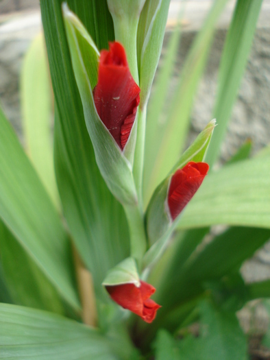 Red Gladiolus (2010, June 18) - Gladiolus Red