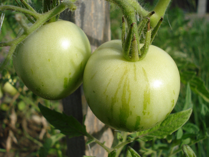 Tomato Tigerella (2011, August 02)