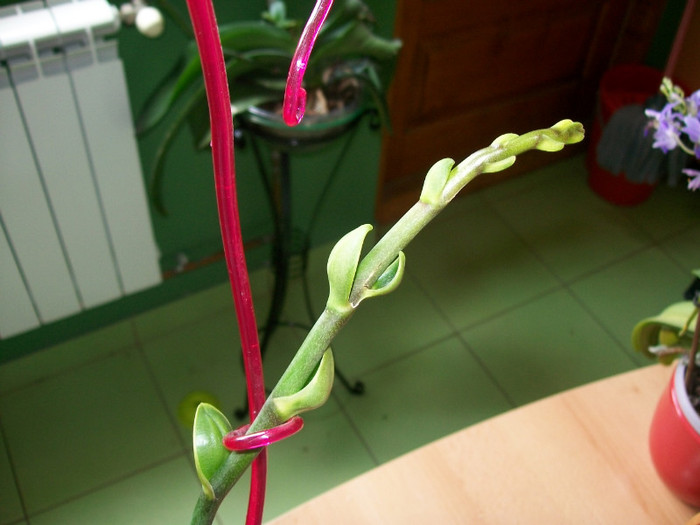 orhidee 110 - Tija misterioasa