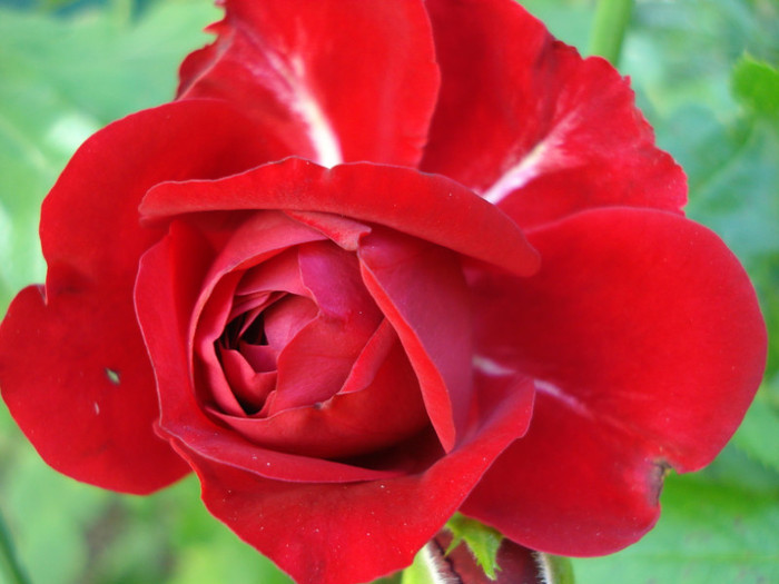 "Rotkappchen"-Kordes 2007, floribunda, neparfumat, 05.08.2011