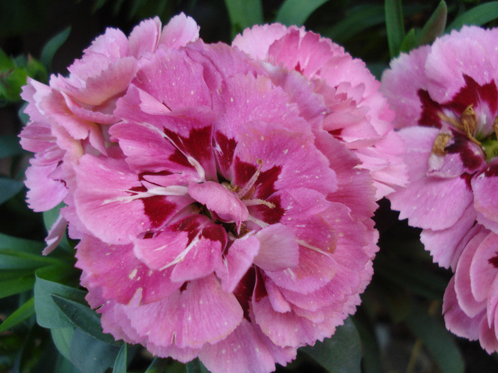 Pink Dianthus (2011, June 18) - DIANTHUS_Garoafe Garofite