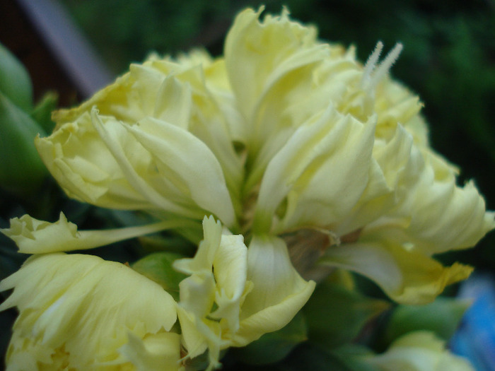 Yellow Dianthus (2011, July 24)