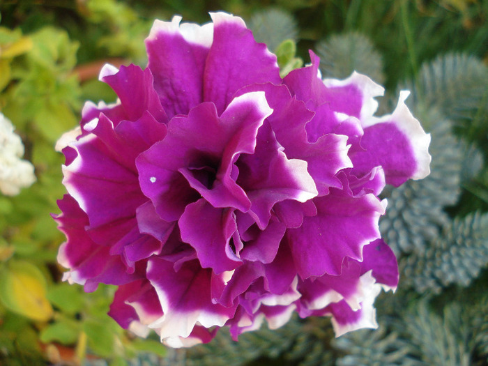 Petunia Purple Pirouette (2011, Aug.07)
