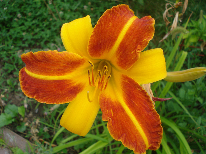 Daylily Frans Hals (2011, August 04)