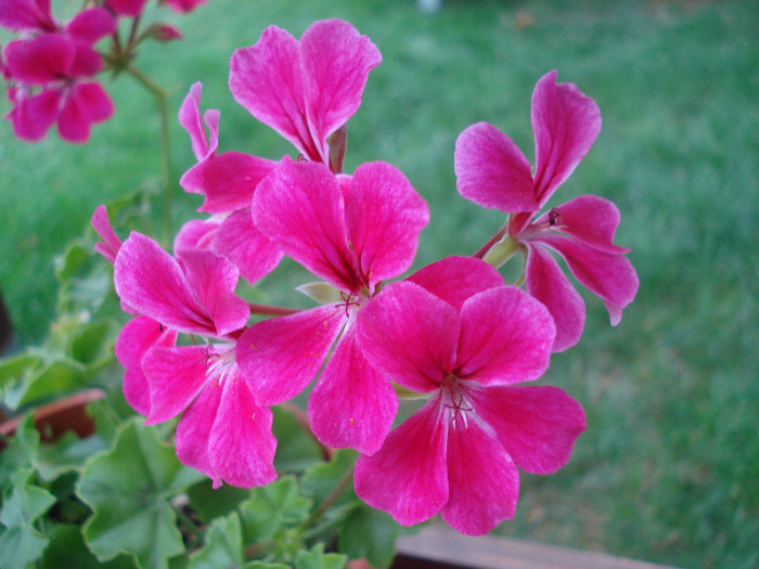 Geranium Summer Showers (`11, Aug.05)