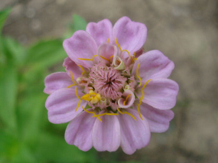 Zinnia_Youth-and-Old-Age (2011, Aug.04)