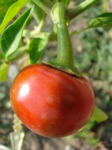 Pimiento_Cherry Pepper (2011, Aug.02) - Cherry Chili Pepper