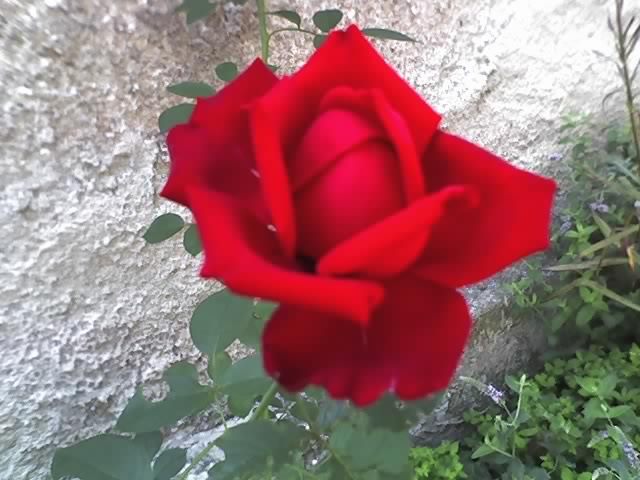 trandafir Dame de coeur; Inaltime, aspect: viguros 80-90 cm, drept, foarte rezistent la boli, frunze lucioase, dese, verzi-ro
