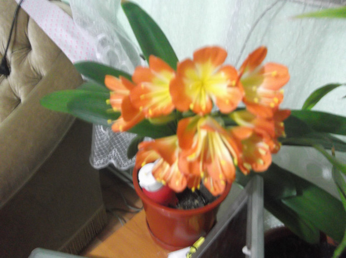 clivia matusii