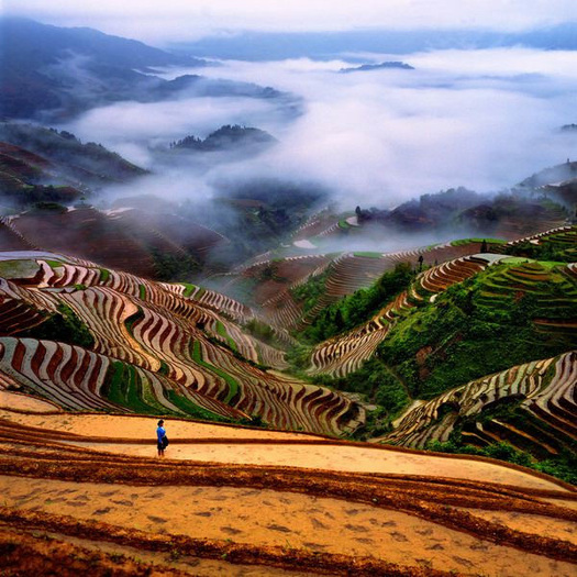 beautiful-chinese-pictures-rice-fields1