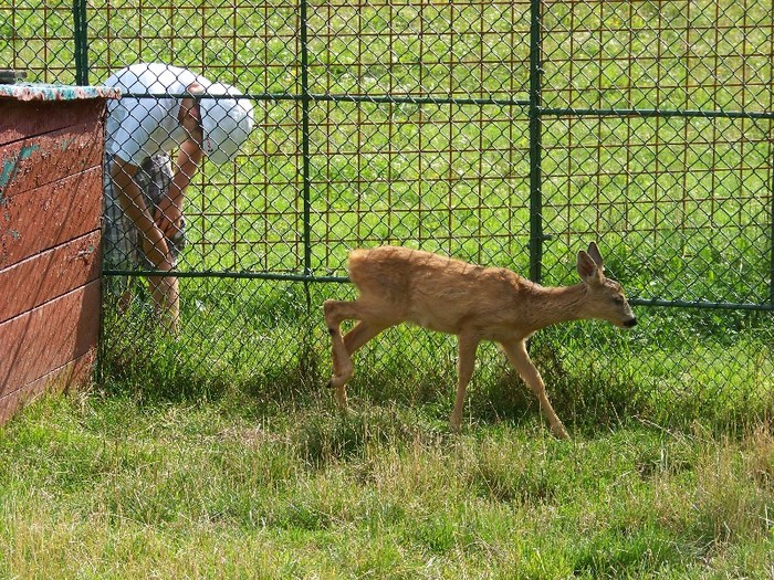 100_2648 - Zoo Brasov