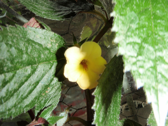 Achimenes galben