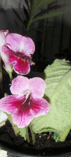 streptocarpus Caitlin - s-a dus! dar blegit l-am primit