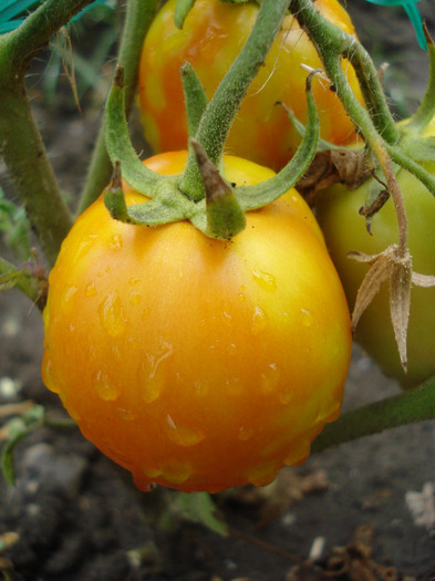 Tomato Campbell (2011, August 11)