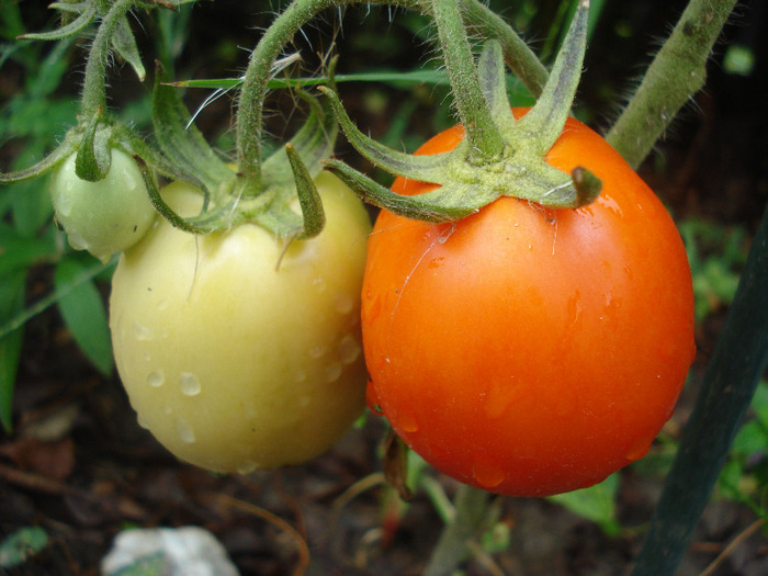 Tomato Campbell (2011, August 11)