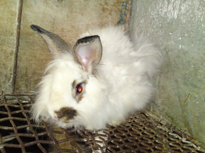 angora