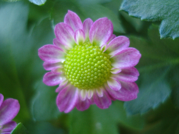 Chrysanth Picomini Purple (2011, Aug.14)