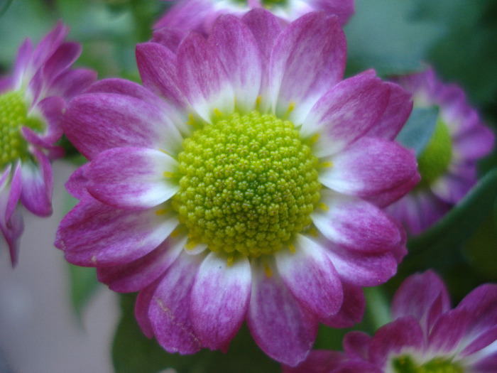 Chrysanth Picomini Purple (2011, Aug.14)