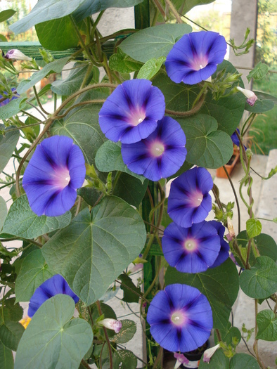 Morning Glory_Ipomoea (2009, Aug.29)