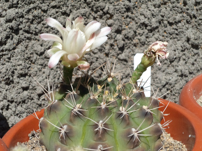 A 3-a tura de flori la gymnocalcium - Cactusi si suculente 2011