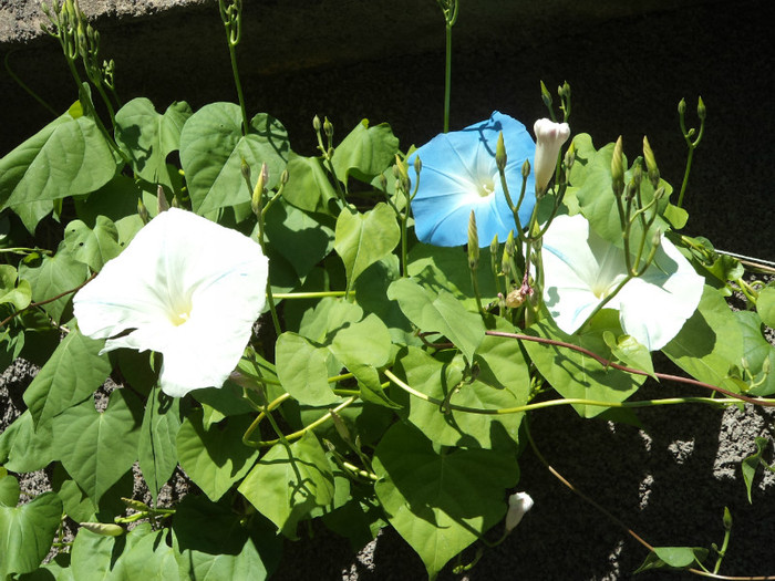 DSC00755 - FLORI IN GRADINA 2011