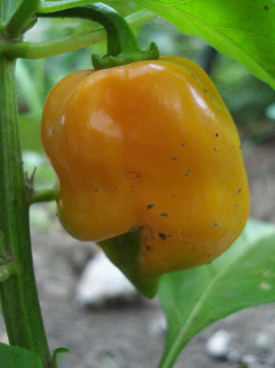 Orange Habanero Pepper (2011, Aug.14)