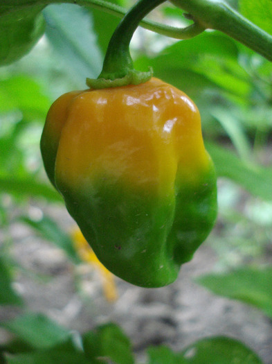 Orange Habanero Pepper (2011, Aug.14) - Habanero Orange