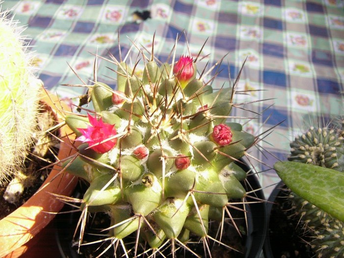 P1160602 - Cactusi