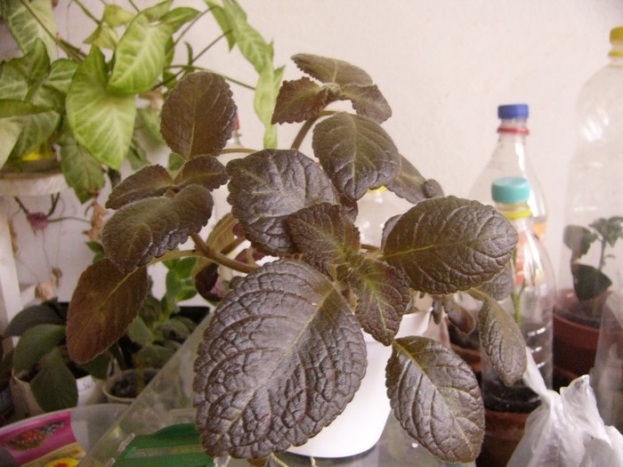 prinkiscia - Episcia