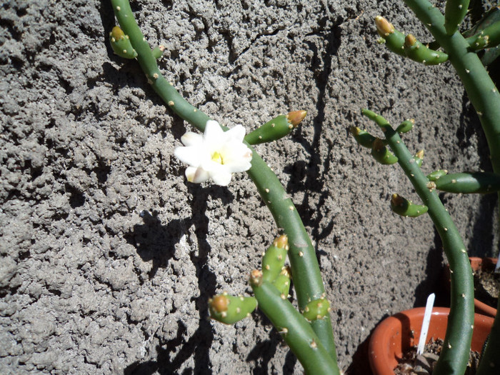 Floare de australocylindropuntia subulata - Cactusi si suculente 2011