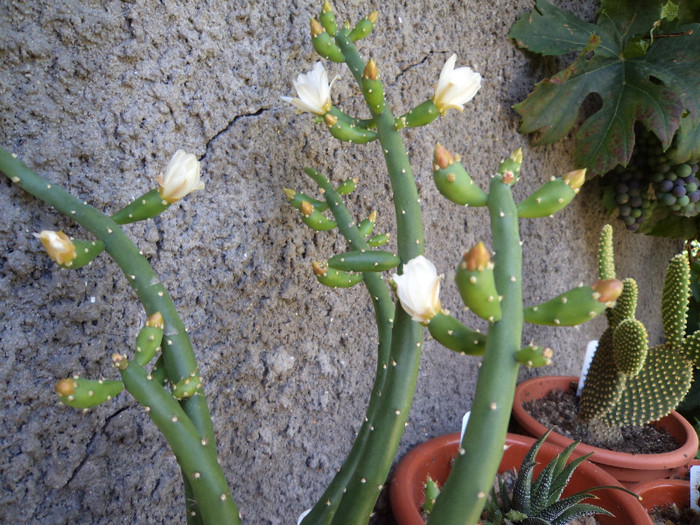 Flori australocylindropuntia - Cactusi si suculente 2011