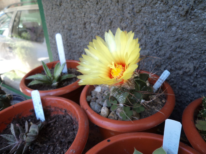 Prima floare a astrophytului - Cactusi si suculente 2011