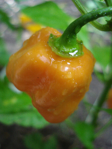 Orange Habanero Pepper (2011, Aug.18)