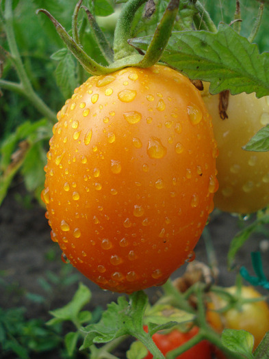 Tomato Campbell (2011, August 18)