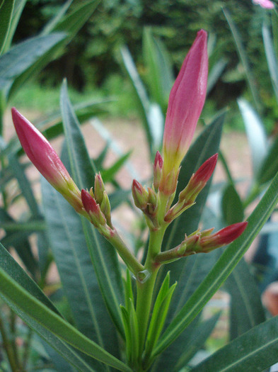 Nerium Oleander_Leandru (2011, Aug.18) - NERIUM Oleander